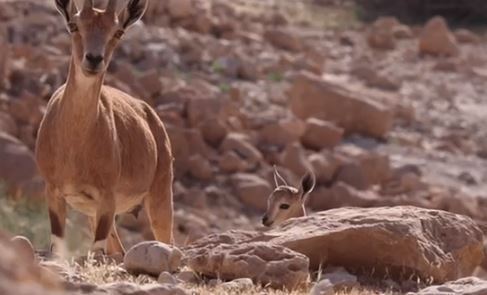 Cabras nubianas, madre e hija, en la reserva natural Ein Gedi. 