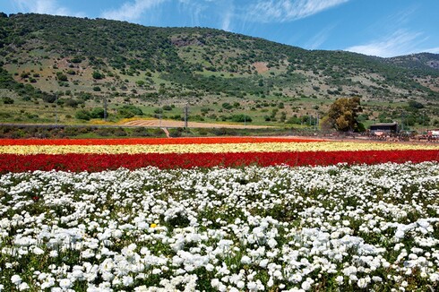 Flores silvestres en el valle de Hula en Israel. 