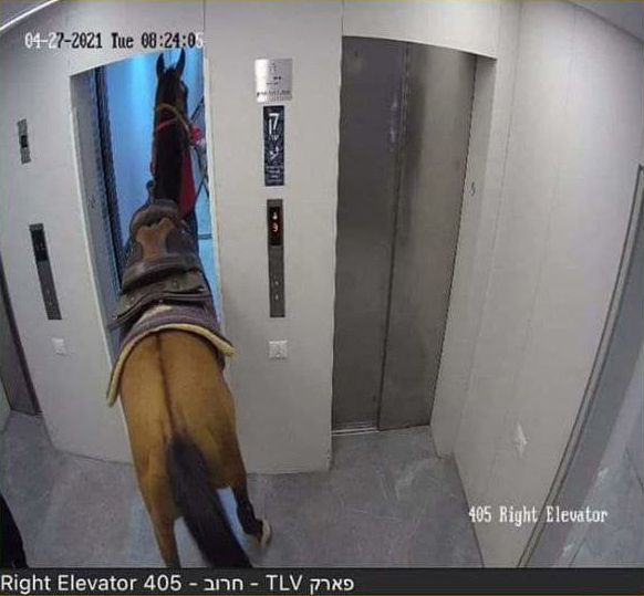 El momento en que el caballo es ingresado al ascensor captado por las cámaras de seguridad del edificio. 