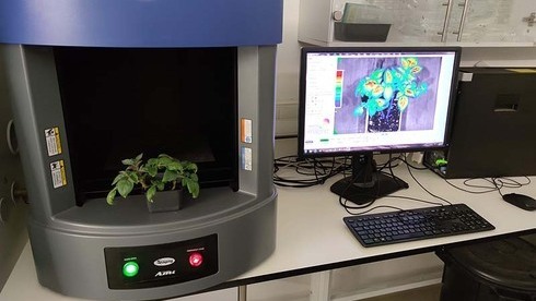 El biosensor de la Universidad Hebrea detecta los primeros signos de estrés en las plantas y previene las malas cosechas debido a los cambios climáticos. 