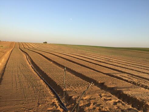Un campo de patatas en el sur de Israel. 