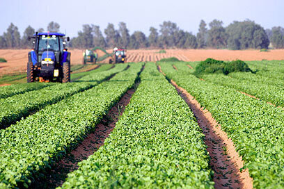 Un desarrollo agrícola en el sur de Israel. 