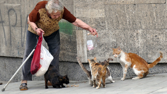 Una anciana alimentando gatos callejeros. 