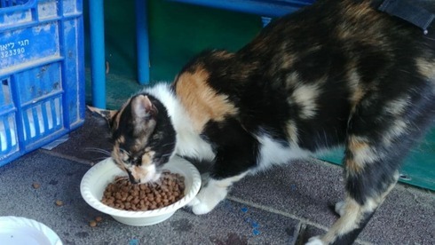 Un gato de la calle, alimentado por vecinos de la ciudad de Be'er Sheva. 