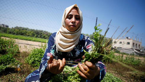 Una mujer palestina recolecta menta en la tierra de su familia, en la ciudad de Beit Lahiya, en el norte de Gaza. 