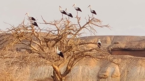 Las cigüeñas blancas descansan sobre un árbol en el desierto de Arava mientras se dirigen al sur de África. 