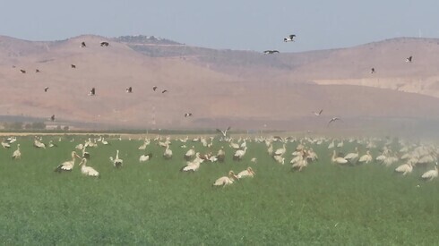 Las cigüeñas blancas disfrutan de la comida y el agua como el resto en los campos del norte de Israel antes de continuar hacia el sur durante el invierno. 