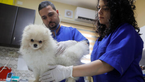 El veterinario palestino Ahmad Amad examina a un perro en la clínica veterinaria Royal Care, en la ciudad cisjordana de Nablus. 