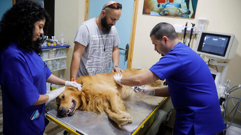 El veterinario Ahmad Amad realiza una ecografía a un perro en la clínica veterinaria Royal Care.