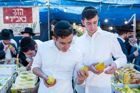 Dos jóvenes buscan un etrog en el mercado de especies del barrio Mea Shearim, en Jerusalem. (Shelo Shalom/TPS) Dos jóvenes buscan un etrog en el mercado de especies del barrio Mea Shearim, en Jerusalem.