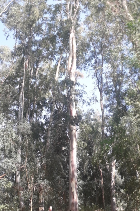 Los árboles más altos de Israel. 