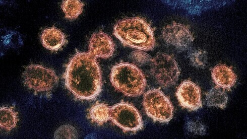 Partículas del virus SARS-CoV-2, causante del COVID-19. 