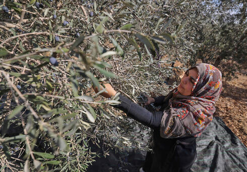 Dalal Sawalmeh recoge aceitunas en el huerto de su familia. 
