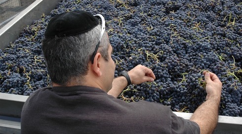 Un empleado judío trabaja en el viñedo de la bodega Celler de Capçanes en Monsant, España. 