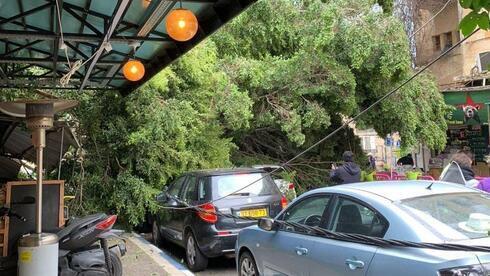En Haifa, la caída del árbol causó daños en dos restaurantes. 