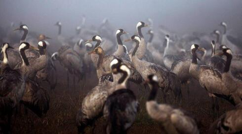 Unas cinco mil grullas muertas en Israel por gripe aviar. 