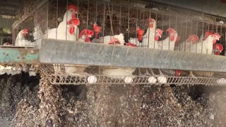 Miles de pollos sacrificados en Israel por la propagación de la gripe aviar.