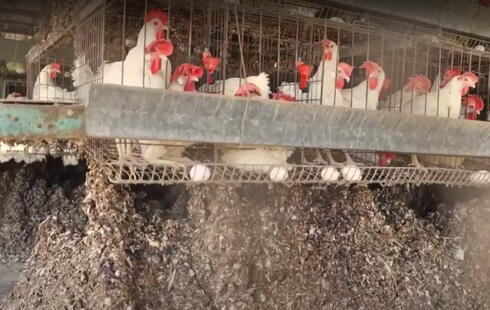 Miles de pollos sacrificados en Israel por la propagación de la gripe aviar.