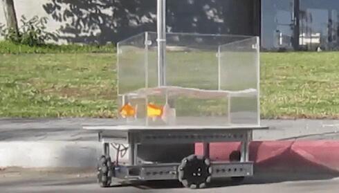 Un pez dorado en la pecera robótica de la Universidad Ben Gurion. (Universidad Ben Gurion) Un pez dorado en la pecera robótica de la Universidad Ben Gurion.