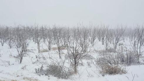 Así se ven los Altos del Golán cubiertos de nieve. 