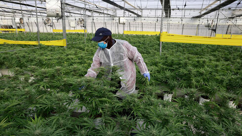 Invernadero de la empresa israelí BOL Pharma, que fabrica productos de cannabis medicinal. 