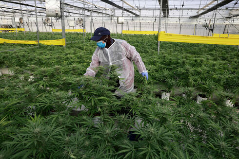 Invernadero de la empresa israelí BOL Pharma, que fabrica productos de cannabis medicinal. (AFP) Invernadero de la empresa israelí BOL Pharma, que fabrica productos de cannabis medicinal.