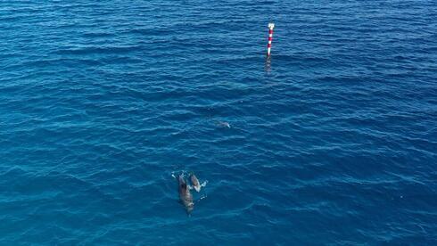 Escuela de delfines cerca de la "Playa de la Princesa" en Eilat. 