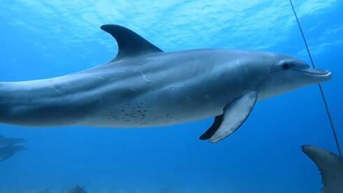 Delfín con manchas en la zona del vientre.