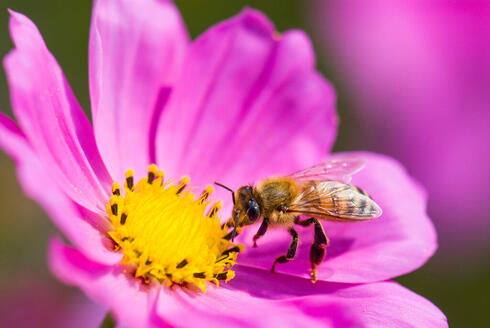Abejas. (Shutterstock) Las abejas estarán protegidas por el sistema ideado por una empresa israelí.