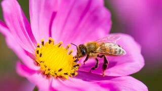 Las abejas estarán protegidas por el sistema ideado por una empresa israelí. 