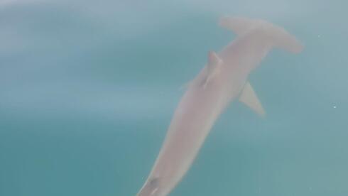 Tiburón martillo cerca de Ashdod.