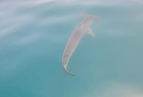 Tiburón martillo cerca de Ashdod. 