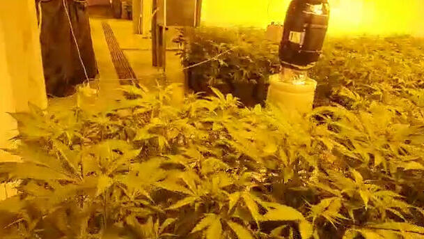 Las plantas ilegales de Cannabis ubicadas en la casa del oficial. 