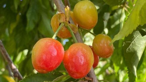 Cerezas cultivadas en el Negev.