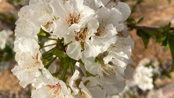 Cerezos en flor en el Negev. (Pini Elmakayes) Cerezos en flor en el Negev.