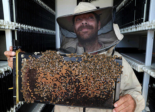 Colmenas equipadas con robots en un kibbutz israelí con el objetivo de reducir las tasas de mortalidad, ya que las especies de abejas de todo el mundo se enfrentan a una creciente amenaza de declive. (AFP) Colmenas equipadas con robots en un kibbutz israelí con el objetivo de reducir las tasas de mortalidad, ya que las especies de abejas de todo el mundo se enfrentan a una creciente amenaza de declive.