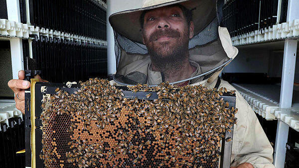 Colmenas equipadas con robots en un kibbutz israelí con el objetivo de reducir las tasas de mortalidad, ya que las especies de abejas de todo el mundo se enfrentan a una creciente amenaza de declive.