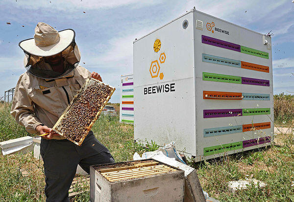 Un apicultor trabaja en las nuevas colmenas de alta tecnología.