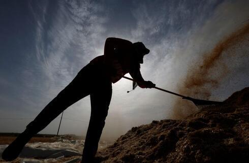 Temporada de cosecha en una granja en Khan Younis, en el sur de la Franja de Gaza. (Reuters) Temporada de cosecha en una granja en Khan Younis, en el sur de la Franja de Gaza.