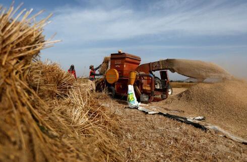 Molienda de trigo en territorio palestino. 