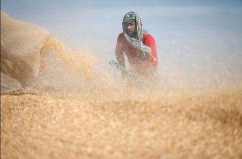 Un palestino agita el trigo durante la temporada de cosecha. 