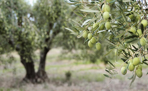 Árbol de olivo. 