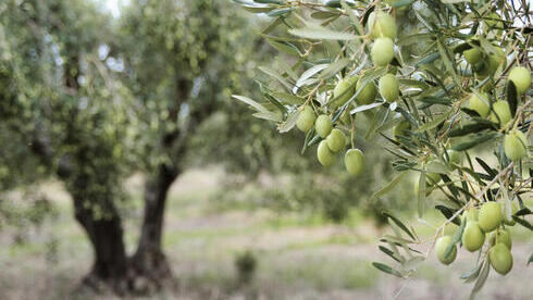 Árbol de olivo.