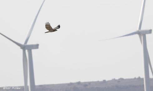 Un pájaro cerca de un parque eólico en los Altos del Golán.