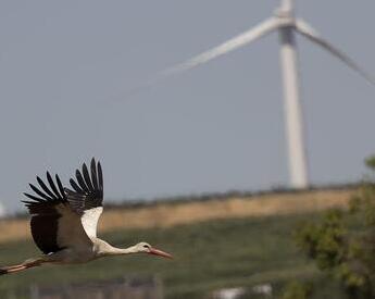Un pájaro cerca de un parque eólico en los Altos del Golán.