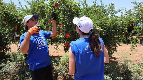 Atletas del Maccabi USA se ofrecen como voluntarios en el Hashomer HaChadash del Fondo Nacional Judío de Estados Unidos. 