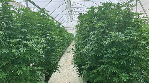 Plantas de cannabis. 