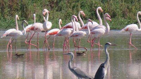 Flamencos en la Reserva Natural de Hula. 