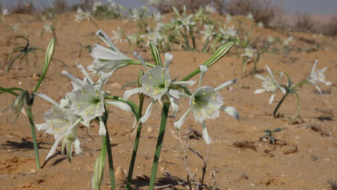 Flora en el Parque Nacional Mamshit. (Avner Rinot, Sociedad para la Protección de la Naturaleza en Israel) Flora en el Parque Nacional Mamshit.