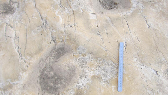 Medidas de las huellas encontradas cerca de Ramallah